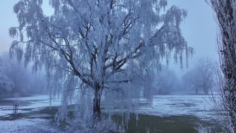 magical winter landscape in walensee, switzerland, covering wessen, amden, quinten, mols and walenstadt, stunning frost-covered tree, snow-covered ground and misty atmosphere.