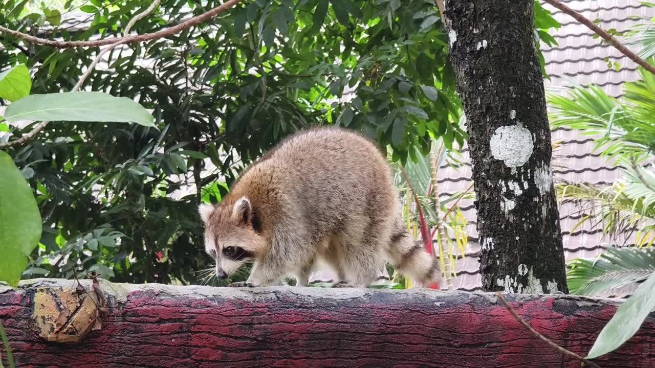 un mapaches en un parque