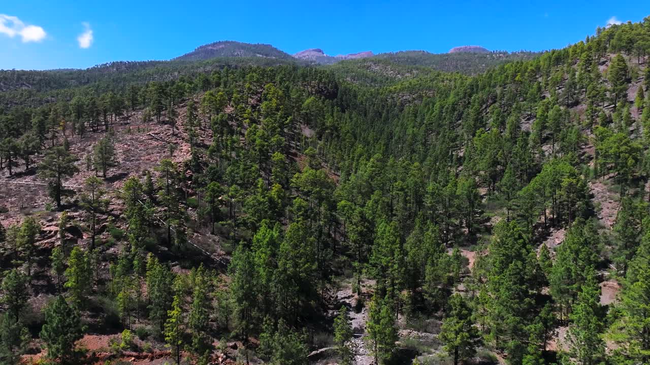 Lush pine forest on Canary Island mountain under blue sky