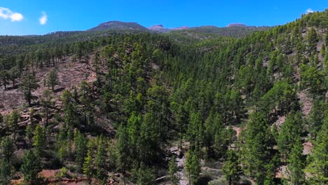 lush pine forest on canary island mountain under blue sky