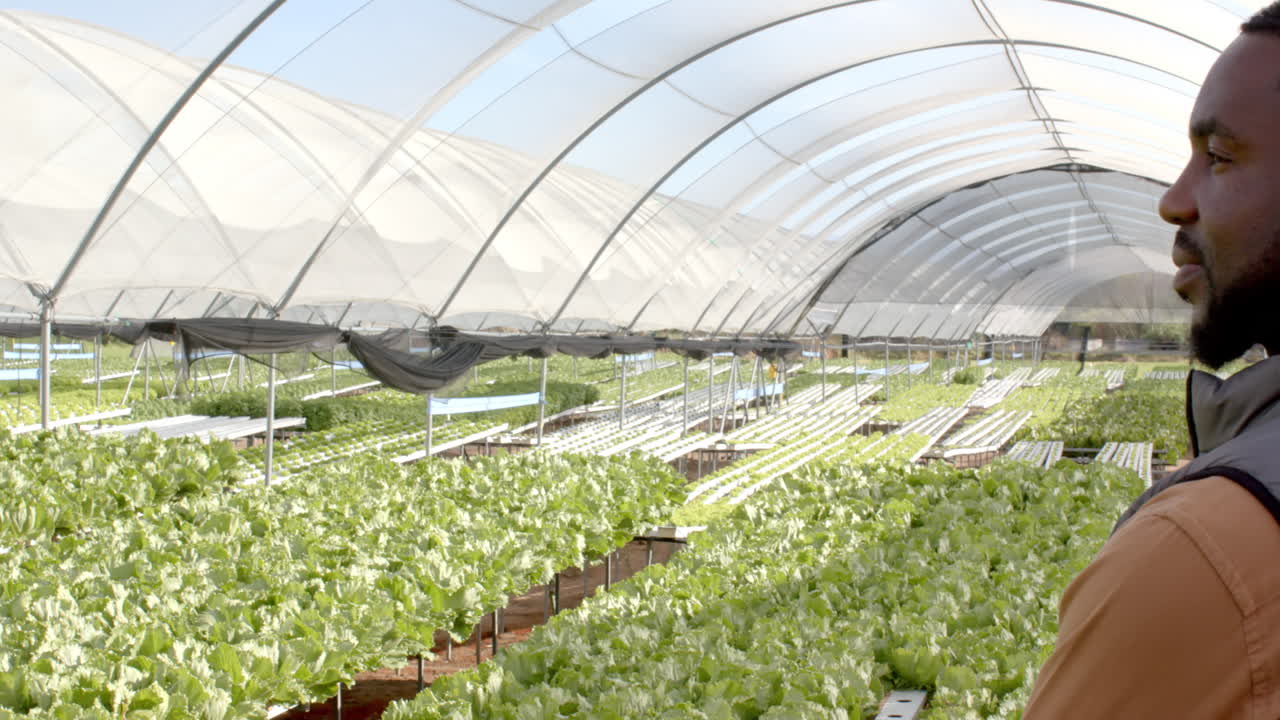 Overseeing organic vegetable growth, man inspecting hydroponic lettuce farm in greenhouse, copy spac