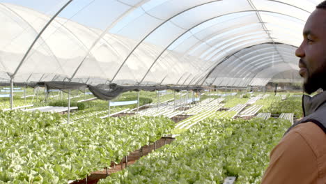 overseeing organic vegetable growth, man inspecting hydroponic lettuce farm in greenhouse, copy spac
