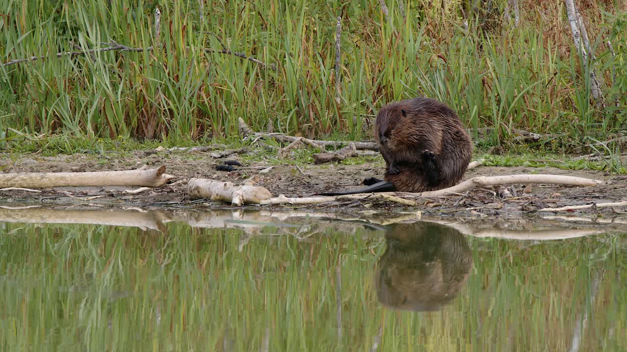 Cute beaver scratching, rubbing oil into belly fur, on wetland shore