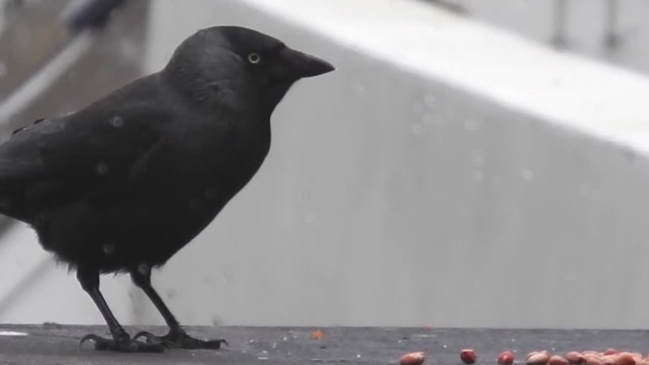 Jackdaw on a Rooftop