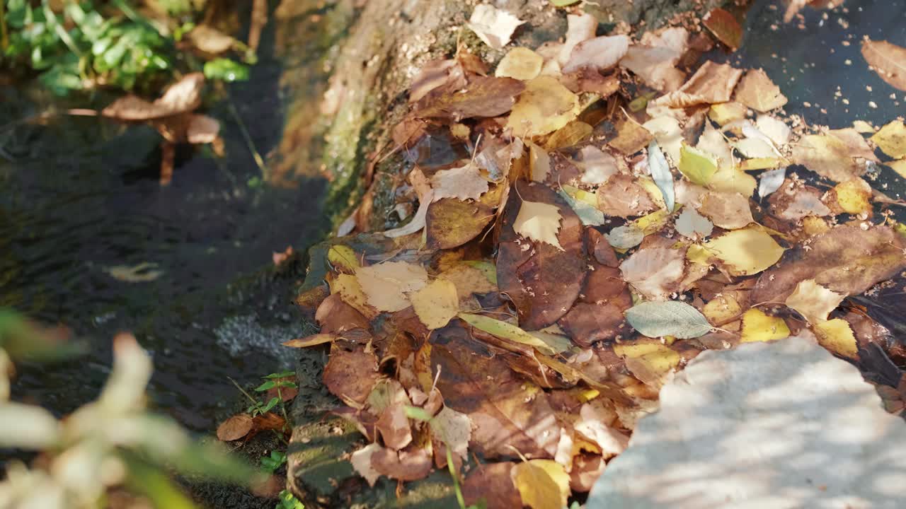 una foto de un arroyo de montaña con agua cristalina corriendo en asombrosos bosques verdes