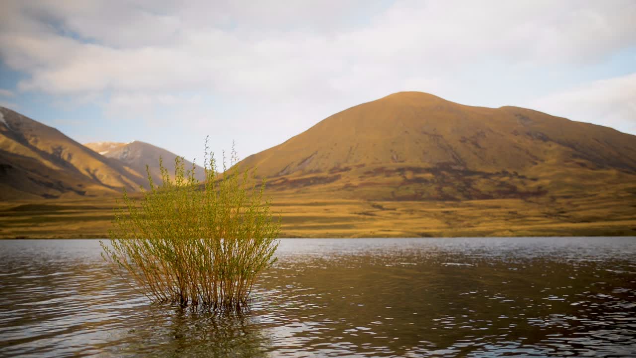 arbusto que crece en la orilla del campamento del lago, canterbury, nueva zelanda con montañas bañadas por la luz del sol dorada