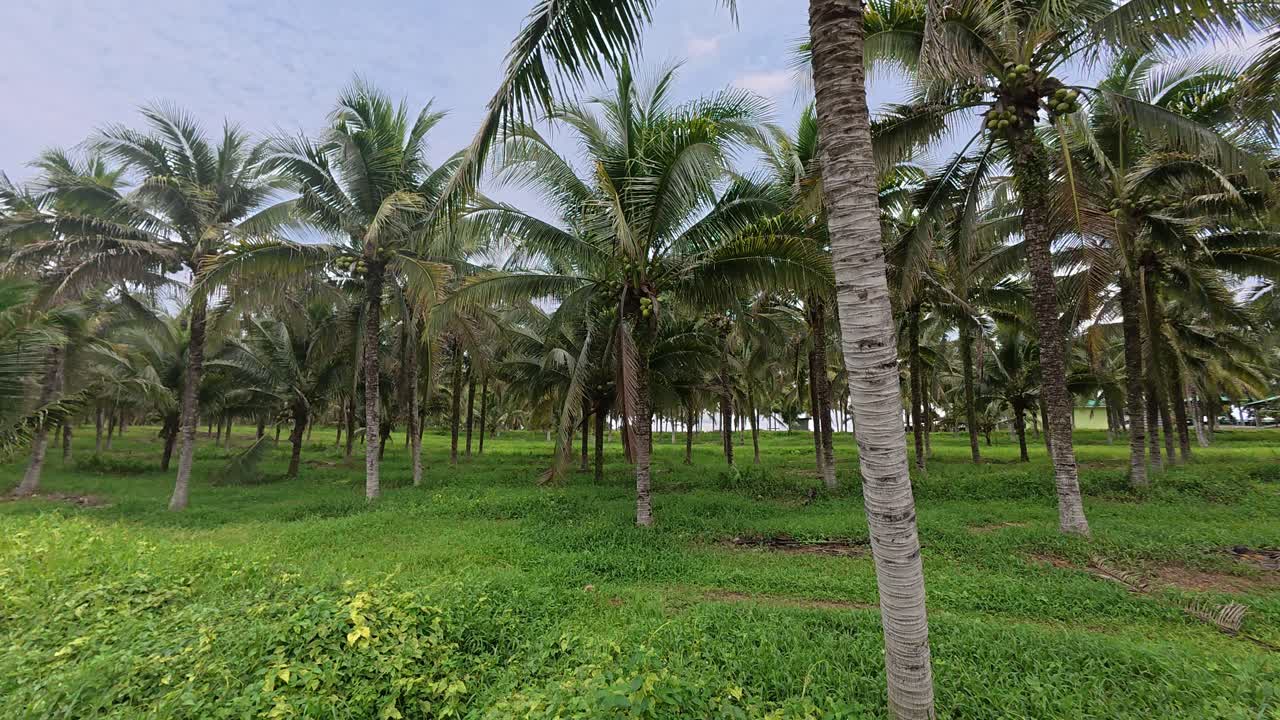 Uma vasta plantação apresenta coqueiros maduros prontos para a colheita. As fileiras são limpas, bem conservadas e altamente organizadas. Palmeiras verdejantes produzem uma colheita abundante nesta fazenda panorâmica.