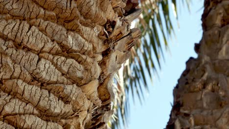 Water-reflecting-light-on-the-trunk-of-a-palm-or-coconut-tree-in-a-tropical-paradise---isolated