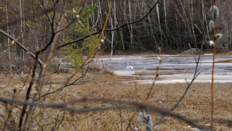 swimming swan in pond with melting ice, cygnus olor, spring in finland, static long shot