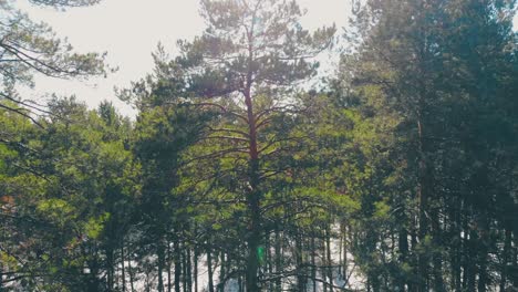 sunlit high green coniferous tree forest covered with snow