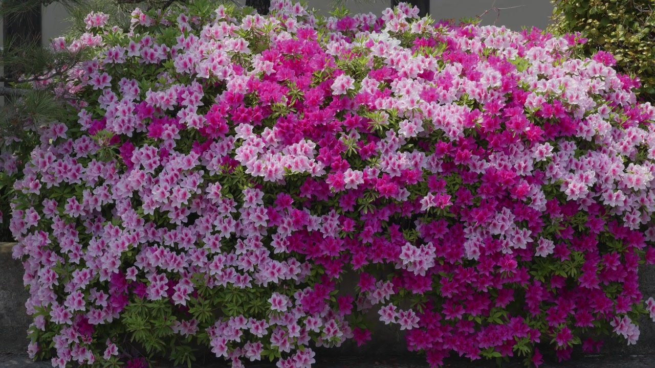 Pink and violet flowers in bloom in Kyoto, Japan.
