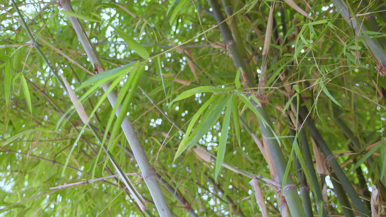 Explore serene beauty of bamboo growth in a lush nature reserve capturing its tranquility