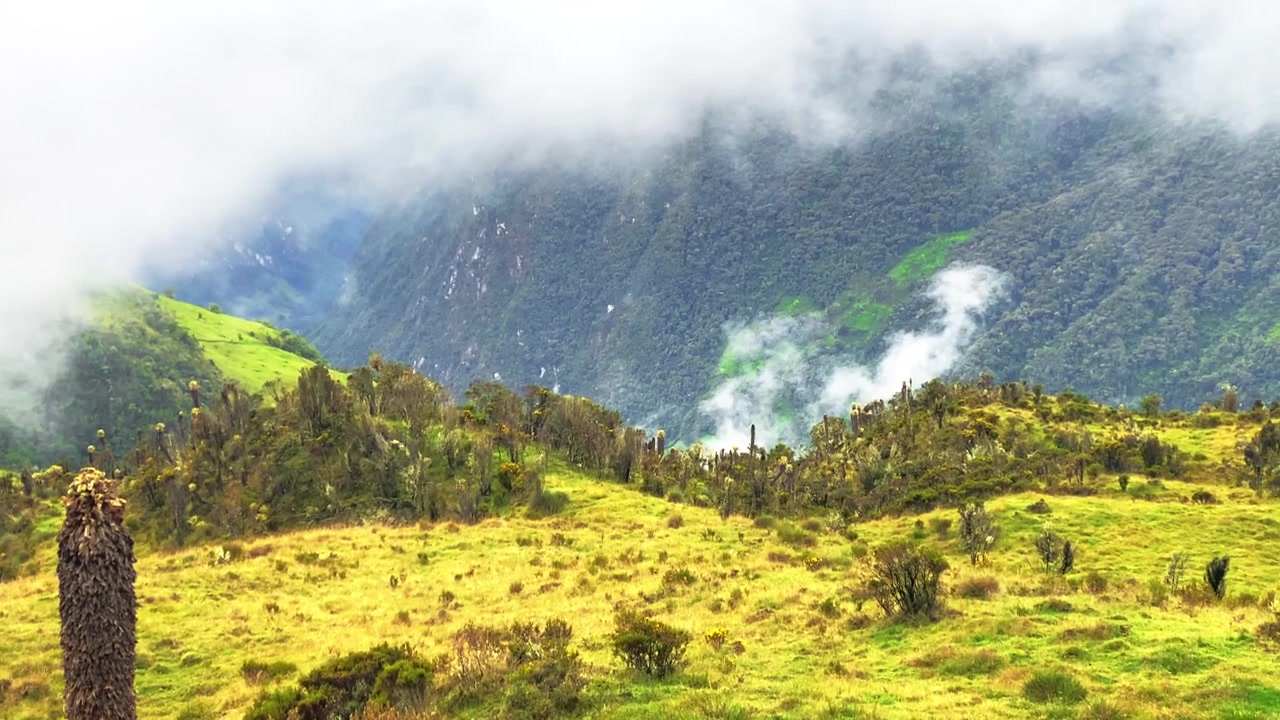 Piante di Frailejones Espeletia con uno scenario montano andino nebbioso sullo sfondo. Nuvole basse, páramo vulcanico d'alta quota vicino a Murillo, Colombia, paesaggio cinematografico.