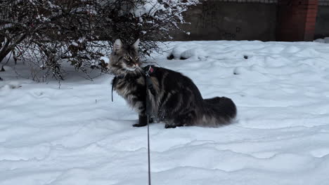 close up shot of a pet norwegian forest cat walking on white snow on a cold winter day