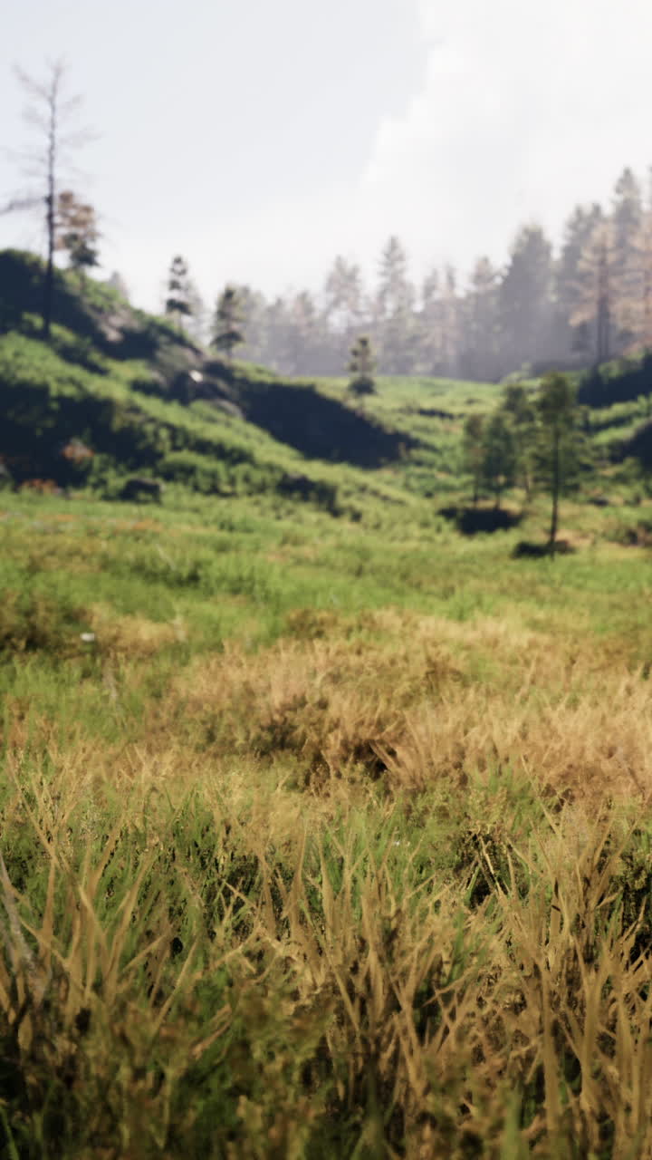 paisaje sereno de pastizales