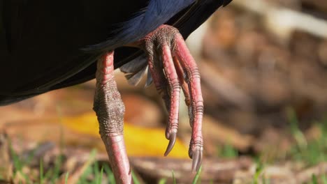 primer plano del pie de un pantano púrpura también conocido como pukeko o gallinule