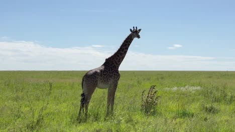 a lone masai giraffe (giraffa tippelskirchi) on the serengeti plains, tanzania.