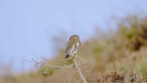 Medium-shot-of-a-Chuncho-owl,-Glaucidium-nanum,-perched-on-a-small-branch,-then-flying-towards-camera,-bright-sunny-day