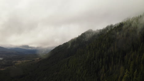 Conifer-Trees-On-Vast-Forest-on-cloudy-Olympic-Peninsula,-Washington-State,-USA