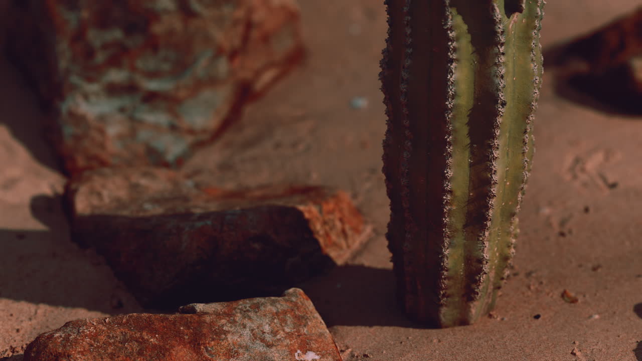 primer plano del cactus saguaro en la arena