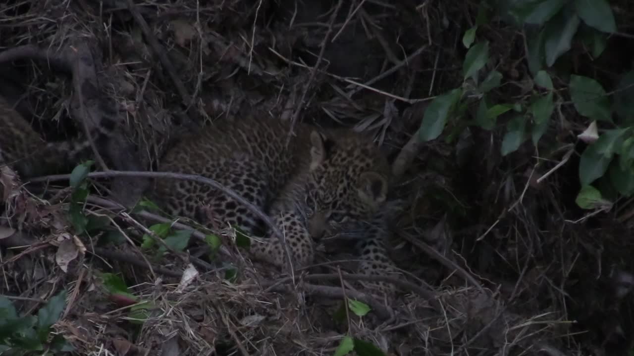 lindo pequeño cachorro de leopardo saltado por el hermano, jugar a pelear, masai mara