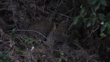 Süßes-Winziges-Leopardenjunges,-Das-Von-Bruder-Angesprungen-Ist,-Kampf-Spielen,-Masai-Mara