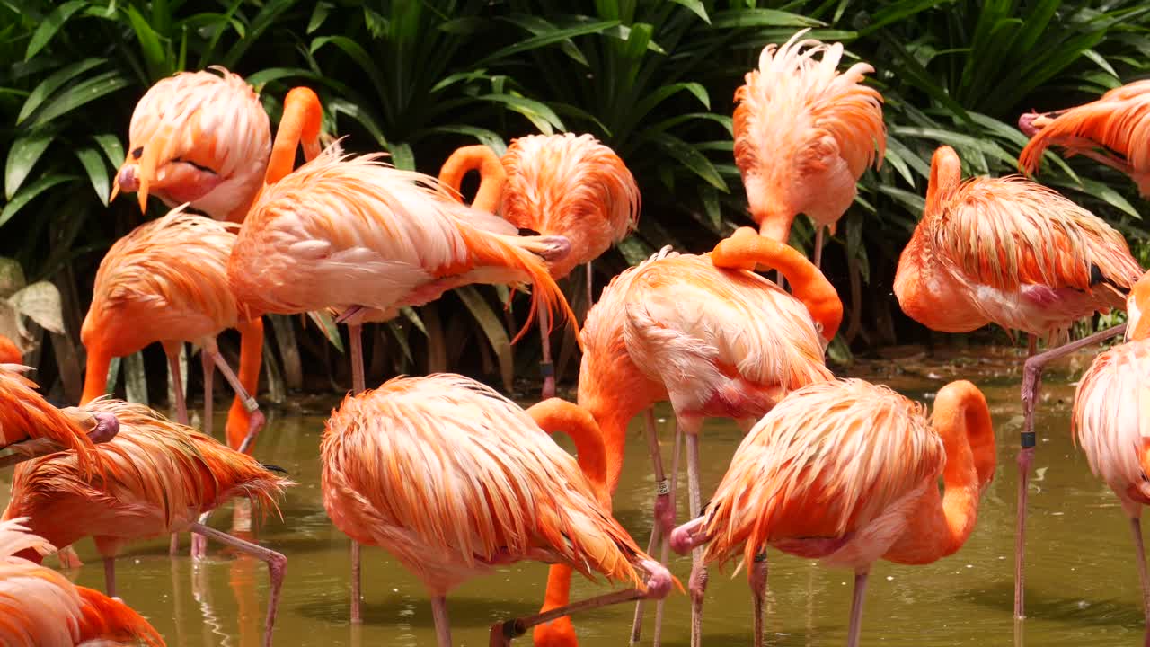 bandada de flamencos rosados
