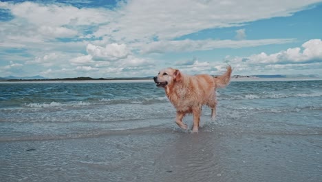 un labrador marrón y un golden retriever nadando y corriendo en una playa con montañas en la distancia