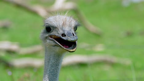 macro portrait of wild ostrich with open mouth in wilderness observing,4k