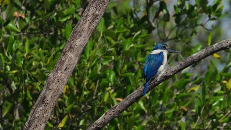 Die-Kamera-Bewegt-Sich-Von-Rechts-Nach-Links-Und-Zoomt-Heraus,-Um-Diesen-Schönen-Halsband-Eisvogel-(Todiramphus-Chloris)-Aus-Thailand-Zu-Enthüllen