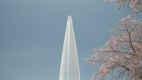 lotte world tower building against clear blue sky in spring with blooming sakura tree on the right