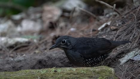 a black bird named zoothera andromedae is eating caterpillars on the ground in the middle of the forest