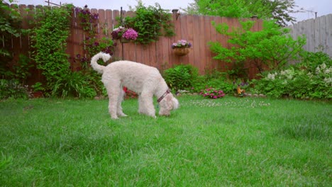 Weißer-Pudelhund-Schnüffelt.-Tierisches-Gehendes-Gras.-Schönes-Haustier-Im-Hinterhofgarten