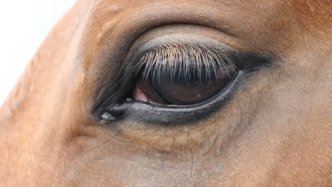 close up view of the eye of a beautiful brown horse. equine eye blinking