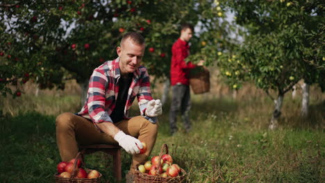 young farmer sitting on a little stool in the garden sorting the apples in baskets. boy in red shirt picks fruit from a tree at backdrop in blur.