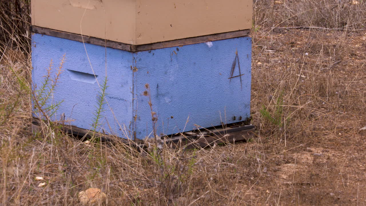 자연 한가운데 있는 오래된 벌집