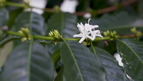 white flowers of coffee plant in bloom, blooming arabica plant agriculture