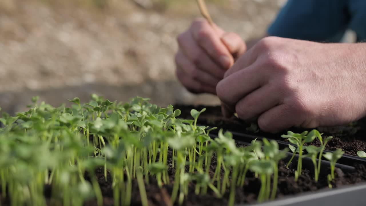 plántulas jóvenes de plantas masculinas en el suelo con las manos, poca profundidad de campo, cámara lenta deslizante