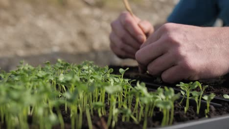 male plants young seedling in soil with hands, shallow depth of field, slider slow motion