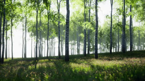 a beautiful view of a birch forest in the sunlight