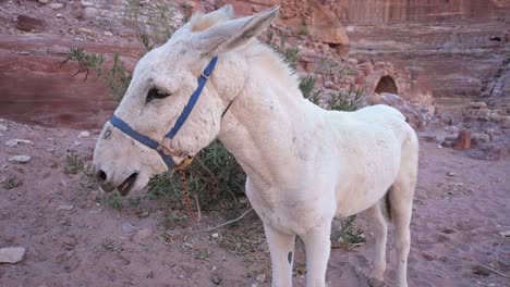 Burro-Blanco-En-Cámara-Lenta