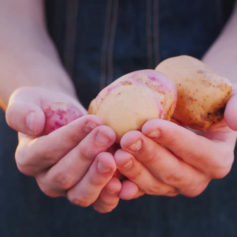 farmer holds ripe potatoes from new crop