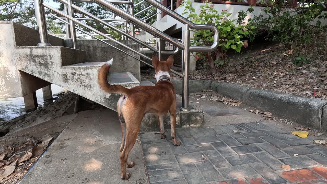 호기심 많은 개가 계단을 돌아다니며 새를 맡는다