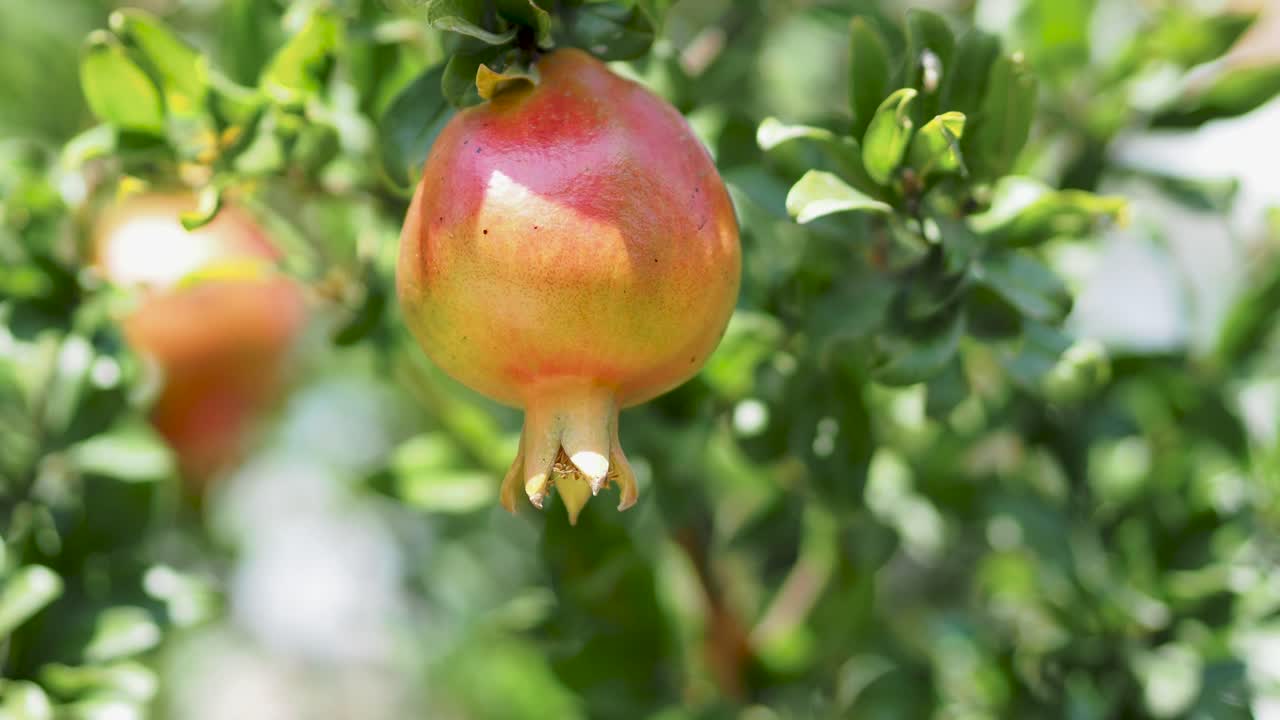 Vildt granatæble på et træ, hjemmehave, granatæbletræ i solskin