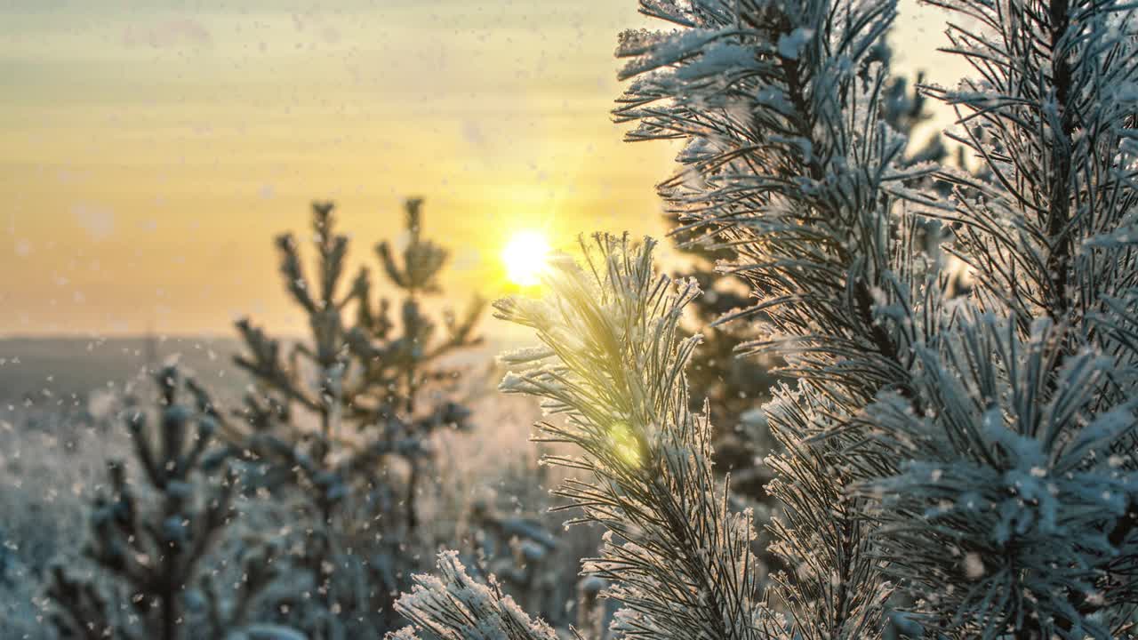 눈이 내리는 자연, 숲, 나무, 풍경, 빛, 은 겨울 날, 기분, 밝은 눈, 차가운 시간, 비디오 루프, 시네마그래프, 비디오