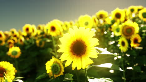 impresionante campo de girasoles al atardecer