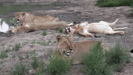 a pride of lions panting heavily as the rest near a local waterhole in africa