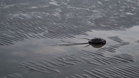 sea creature on the beach