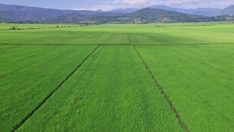 Aerial-forward-over-green-rice-fields-with-mountains-in-background,-Bonao-in-Dominican-Republic