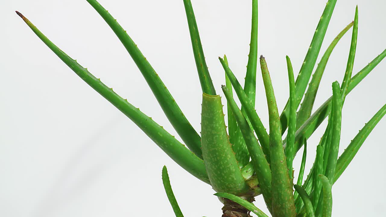 알로에 베라 식물은 색 바탕에 회전하고 있습니다. 수박 식물 잎, 화장품에 사용되는 약용 식물